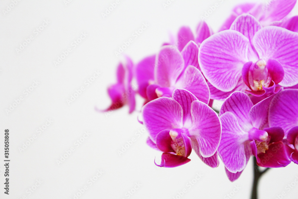 Obraz premium ピンク色の胡蝶蘭