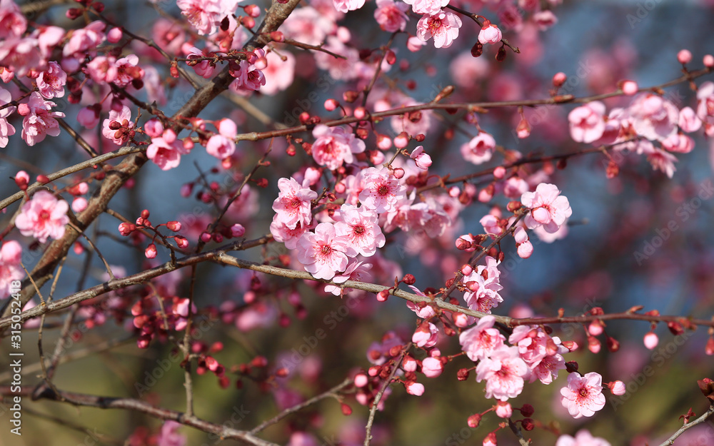Peach blossom in the garden Peach blossom in the garden