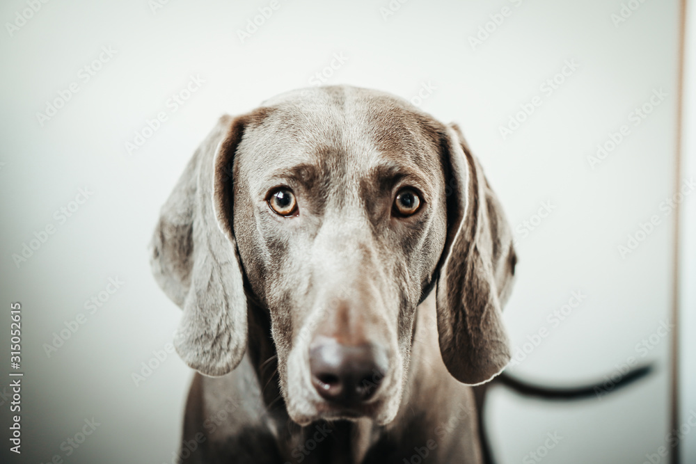 Weimar dog portrait on the gradient white background. Weimar dog portrait on the gradient white background.