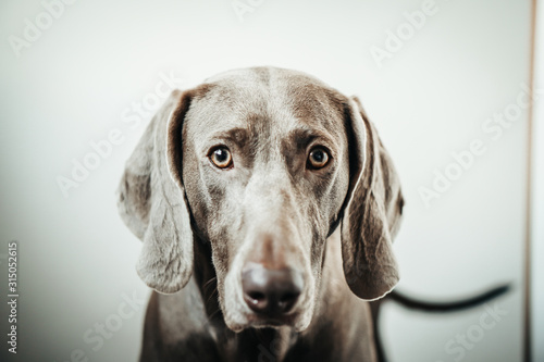 Weimar dog portrait on the gradient white background. © Nataly