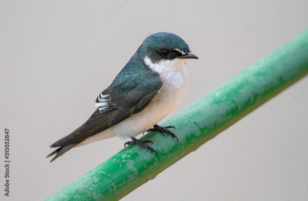 Fototapeta premium Mangrovenschwalbe