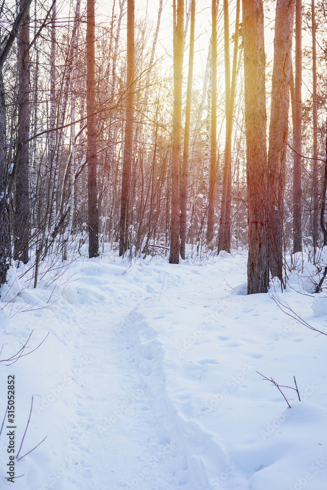 Fototapeta premium Path in winter pine and birch forest with snow and sunlight, toned. Nature, fairy tale, travel concept. Vertical format