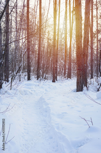 Path in winter pine and birch forest with snow and sunlight, toned. Nature, fairy tale, travel concept. Vertical format