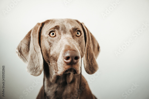 Weimar dog portrait on the gradient white background. © Nataly