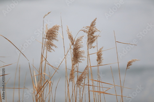 Reeds in winter, outdoors in the park