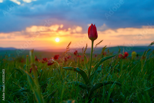 Wild red tulip in sunset light. Wild red tulip in the spring.