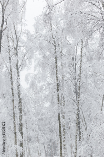 Trees covered with hoarfrost and snow in winter forest - Christmas snowy background