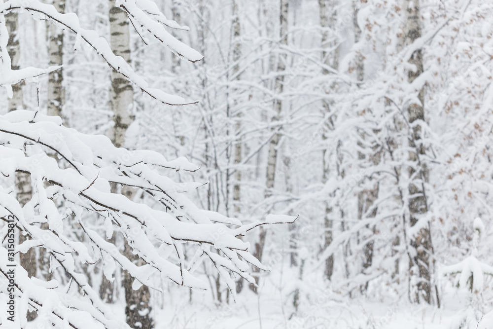 Fototapeta premium Trees covered with hoarfrost and snow in winter forest - Christmas snowy background