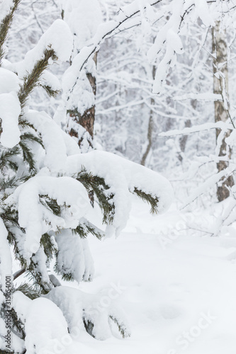 Trees covered with hoarfrost and snow in winter forest - Christmas snowy background © petrrgoskov