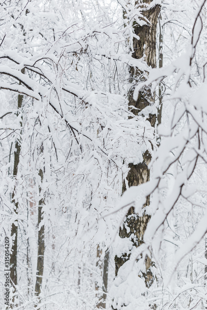 Obraz premium Trees covered with hoarfrost and snow in winter forest - Christmas snowy background