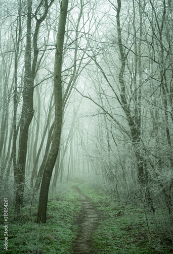Landscape with beautiful fog. Trail lead through a mysterious winter forest with hoarfrost on the branches and ground. Footpath through a winter vert. Magical and scary atmosphere.