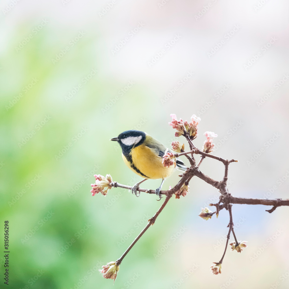 Fototapeta premium great tit titmouse siting on a perch