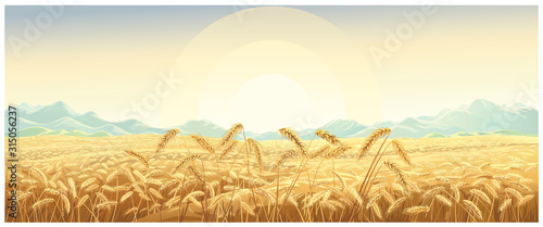 Rural landscape with wheat field with mountains and sunrise on background.