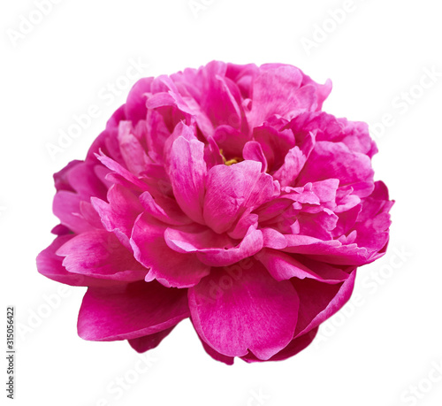 Beautiful peony flower on white background. Pink flower isolated.
