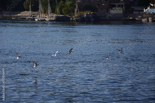Birds Flying over River Nile/ beautiful view for Aswan Egypt and Nubian Egyptian culture. sailing boat sailing in the River Nile and harbor with birds and local houses on the 2 sides 