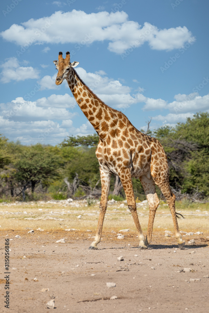 Obraz premium South African giraffe go to waterhole, Giraffa giraffa, at Etosha national park, Africa Namibia safari wildlife