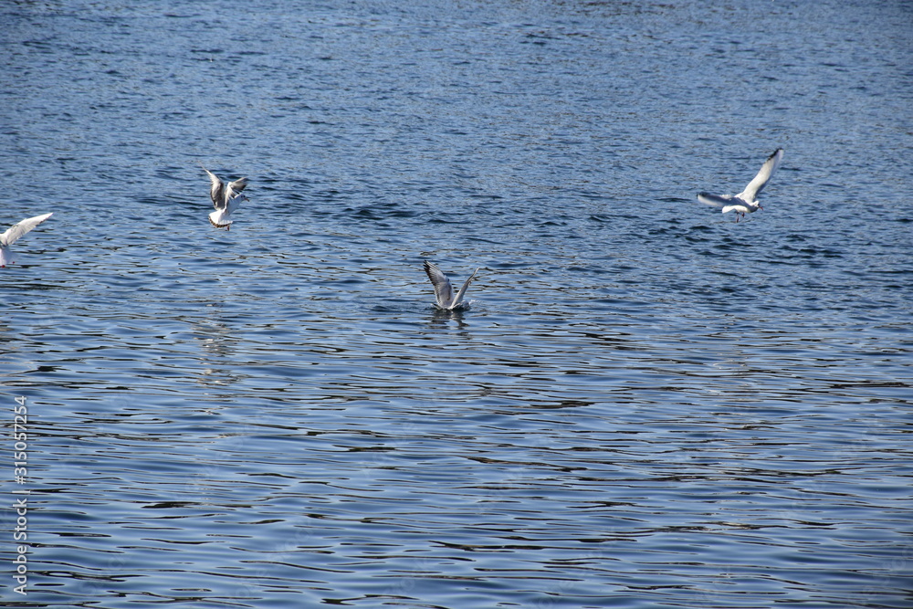 Naklejka premium Birds Flying over River Nile/ beautiful view for Aswan Egypt and Nubian Egyptian culture. sailing boat sailing in the River Nile and harbor with birds and local houses on the 2 sides 