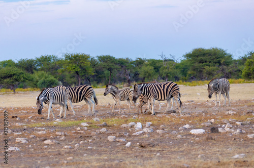 herd of zebra in african bush  walk to watehole. Etosha game reserve  Namibia  Africa safari wildlife. Wild animal in the nature habitat