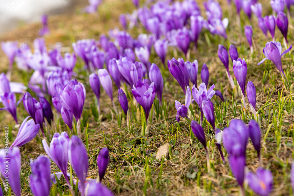 first spring crocuses in the spring