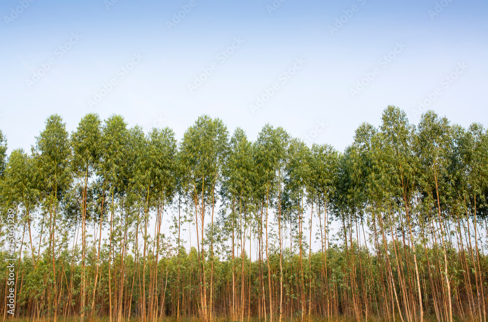 Fototapeta premium Eucalyptus forest in Thailand, plats for paper industry
