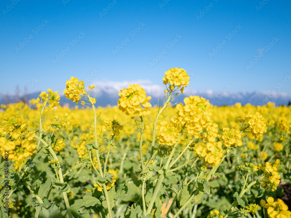 Obraz premium 湖畔に咲く菜の花と雪山の景色