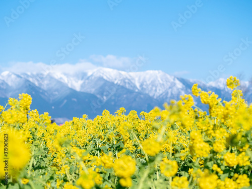 湖畔に咲く菜の花と雪山の景色