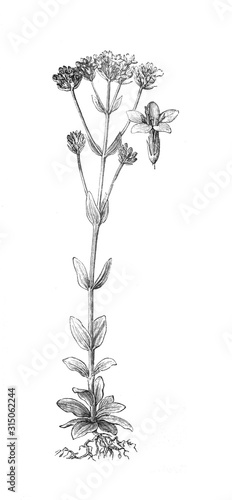 Centaurium Erythraea Flowers. vintage illustration from Brockhaus Konversations-Lexikon 1908 islotated on white background
