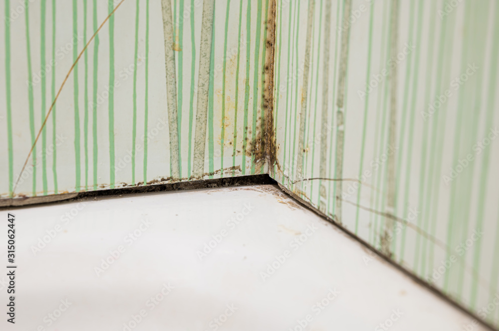 Severe case of bathroom mold causing tiles to crack. Severe case of bathroom mold causing tiles to crack.