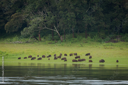 Group of black boars standing in grass in Periyar National Park, Kerala, South India photo