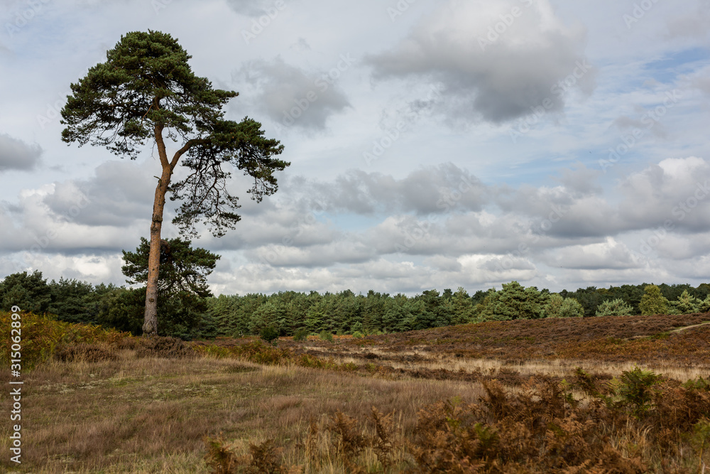 Obraz premium A lone tree standing on some typical British wild heathland