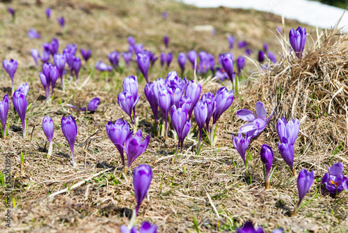 first spring crocuses in the spring