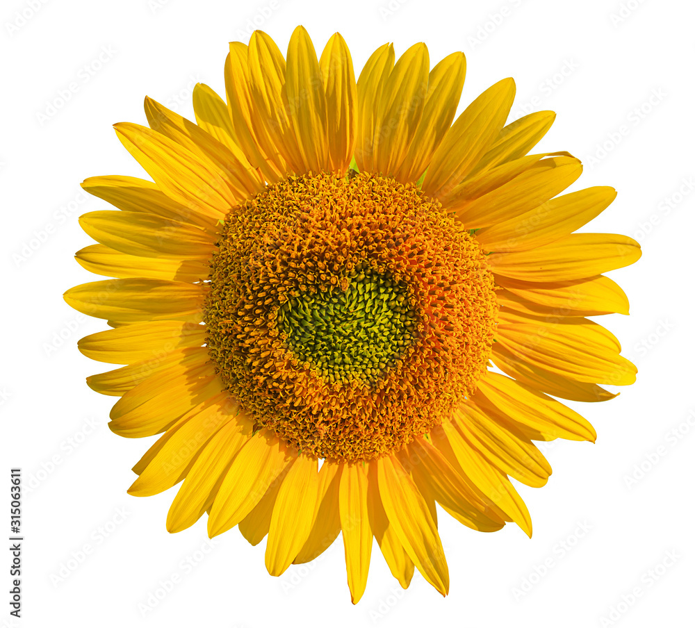 Flower of sunflower isolated on white background Flower of sunflower isolated on white background
