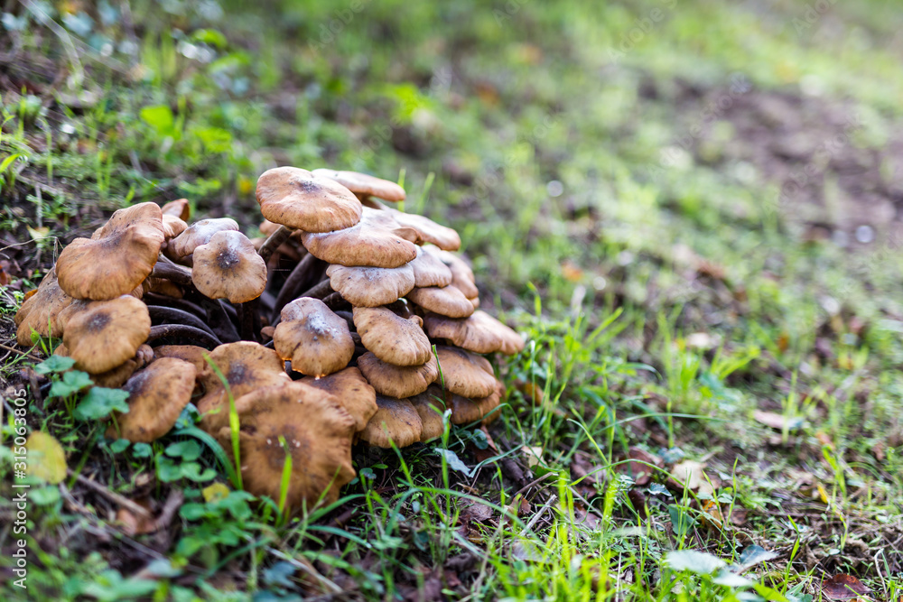 Lactarius quietus, also known as the oak milkcap, oakbug milkcap or southern milkcap, wild mushrooms in the UK countryside Lactarius quietus, also known as the oak milkcap, oakbug milkcap or southern milkcap, wild mushrooms in the UK countryside