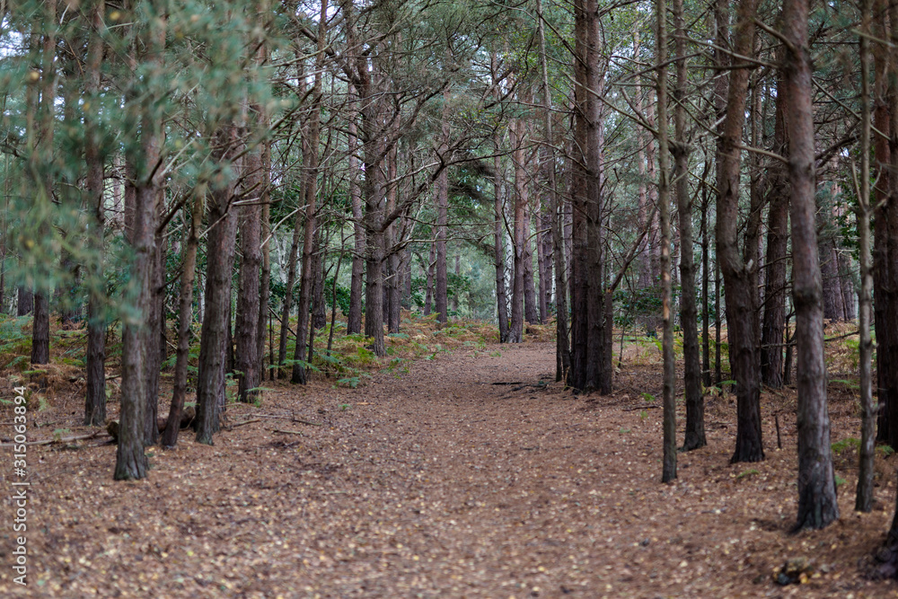 A natural pine forest found in rural English countryside A natural pine forest found in rural English countryside
