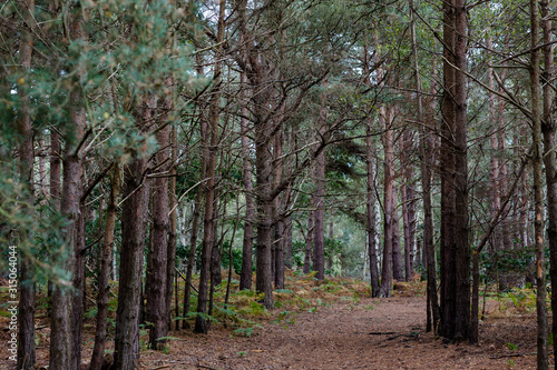 A natural pine forest found in rural English countryside
