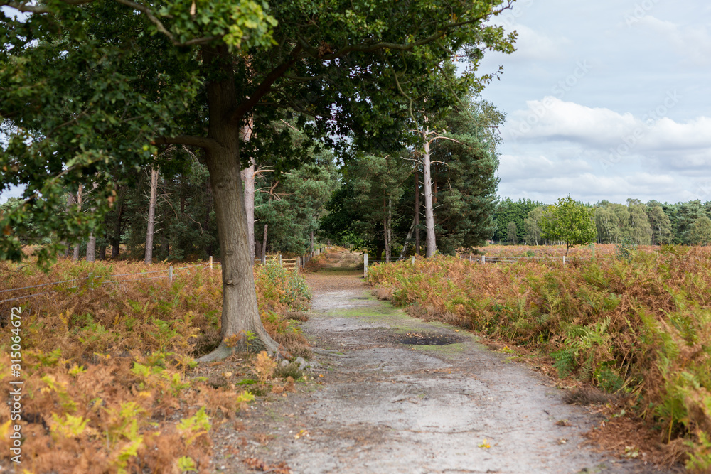 A forest path leading deep in to a natural woodland in the Suffolk countryside