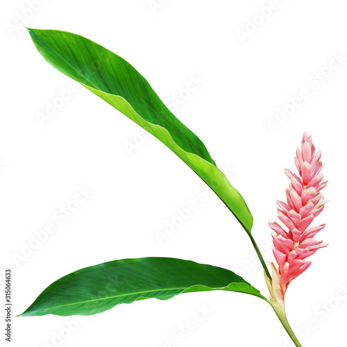 Pink Ginger Flower with Green Leaves Isolated on White Background