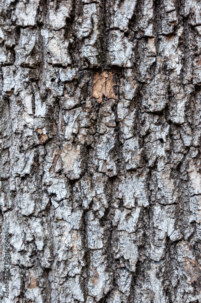 Detail of the bark of a horse chestnut tree eroded by time, with textures and scratches on the background. Detail of the bark of a horse chestnut tree eroded by time, with textures and scratches on the background.