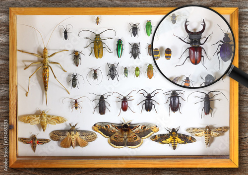 Collecting insects with pins. Amateur or school homemade insect collection. Collection of insects entomologist and view through a magnifying glass © Alexey Protasov