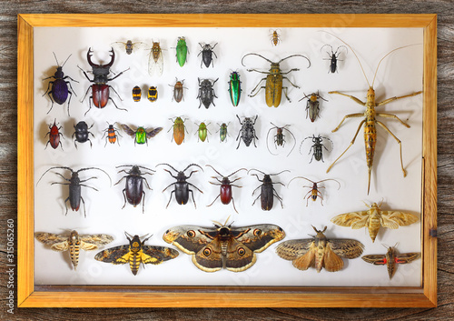 Collecting insects with pins. Amateur or school homemade insect collection. Collection of insects entomologist © Alexey Protasov