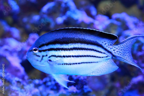 Angelfish - Genicanthus lamarck in sea water.