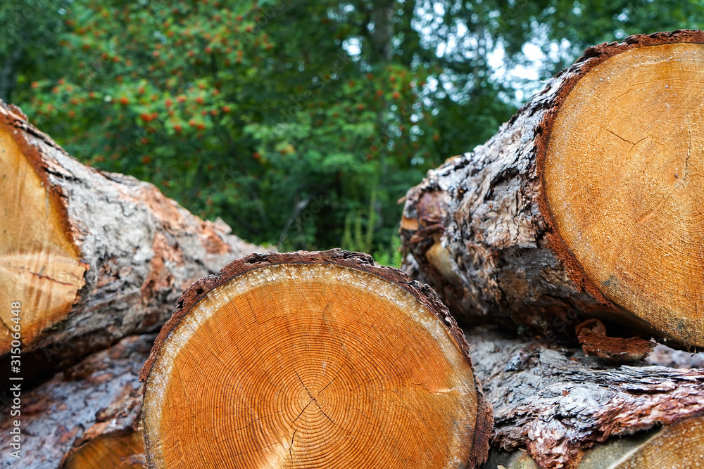 Pine logs, cut down by logging against the background of the forest Pine logs, cut down by logging against the background of the forest