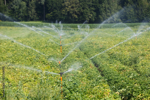 Irrigational system on extensive potato field