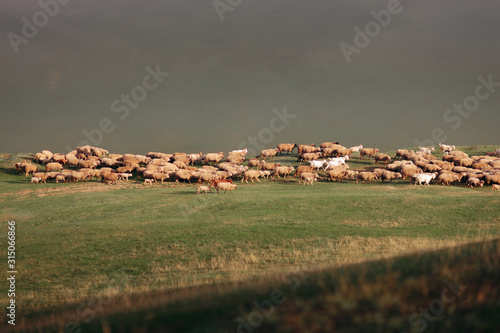 Flock of Sheep in Beautiful Idyllic Landscape at Sunset 