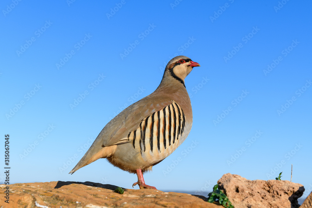 Obraz premium Wild Red-legged Partridge (Alectoris rufa) in natural habitat at Cape Sounion in Attica, Greece