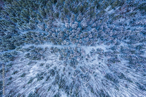 Aerial shot of frozen pine trees in winter. 