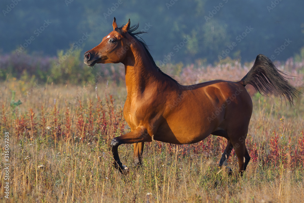 Beautiful chestnut arabian horse runs free across the field in the misty summer morning Beautiful chestnut arabian horse runs free across the field in the misty summer morning