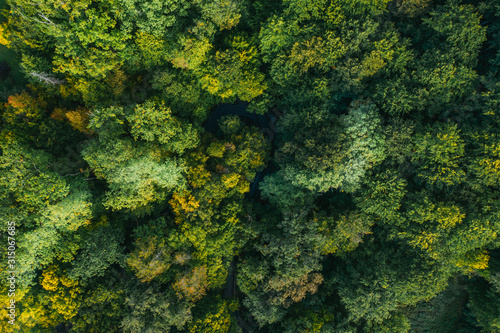 Aerial view of green tree tops.