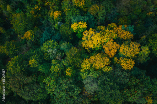 Aerial view of green tree tops.