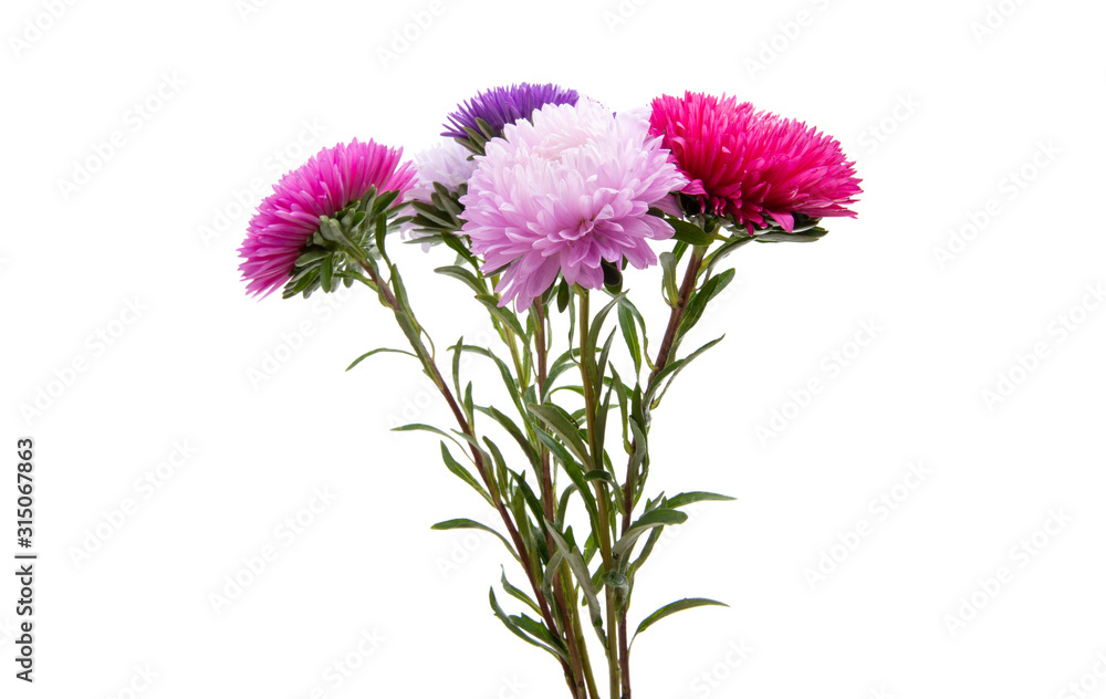 asters bouquet isolated asters bouquet isolated
